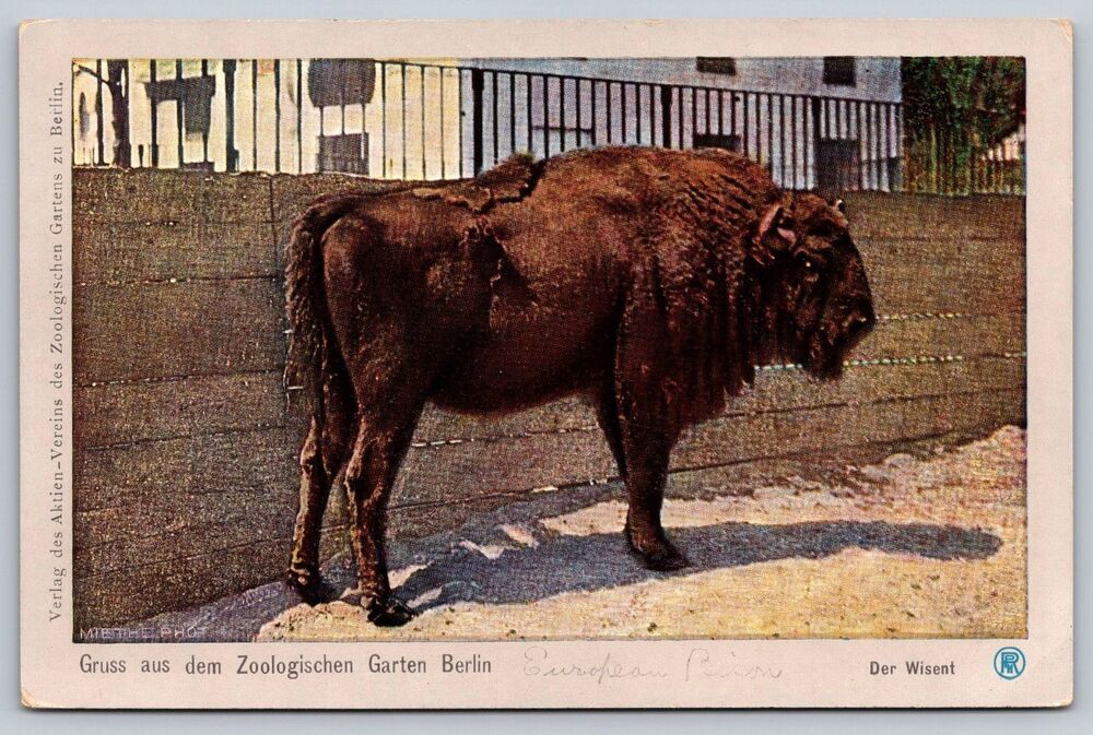 Vintage Berlin Zoo Postcard Der Wisent European Bison Rotophot Miethe c1905